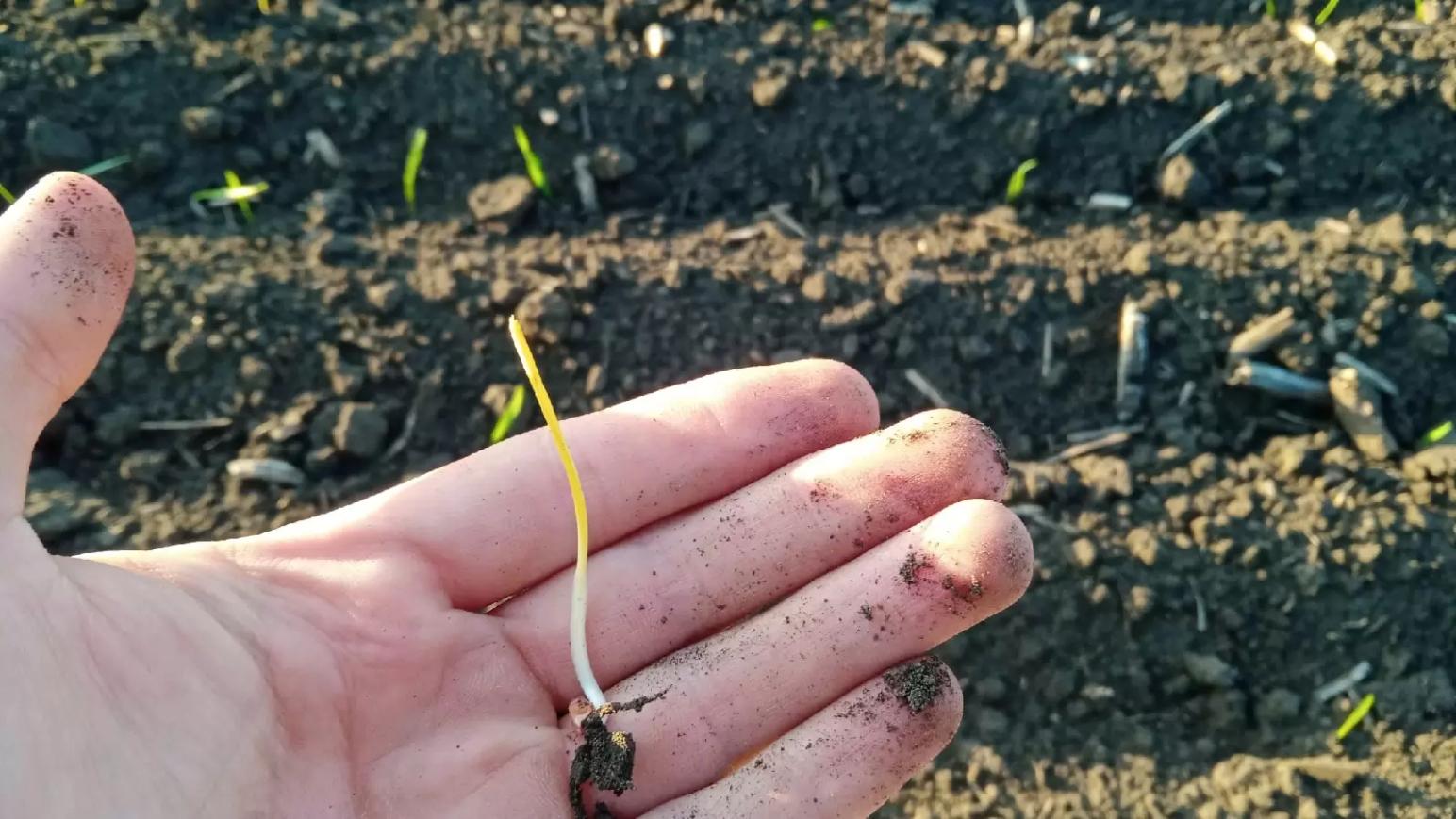 Пшеница выбрасывает лист в почве. 