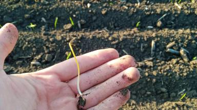 Пшеница выбрасывает лист в почве. 