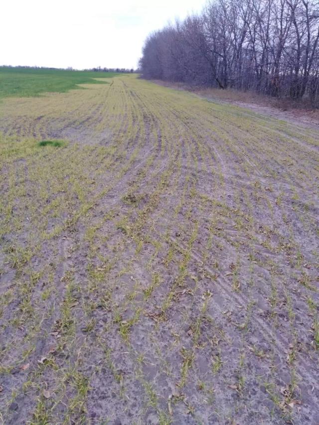  Какие причины могут повлиять на пожелтение озимой пшеницы вдоль лесополосы?