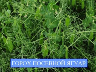 Ягуар