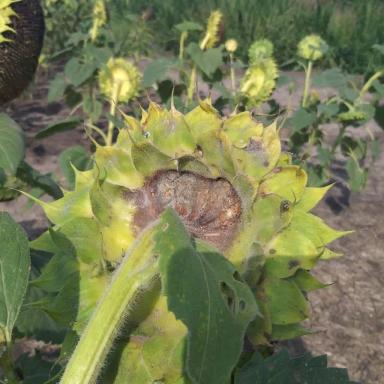 Что с подсолнечником?