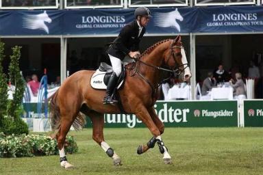 Вестфальская порода лошадей 