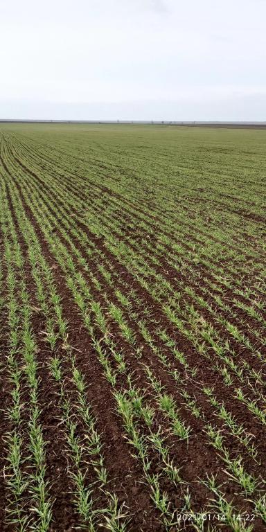 Озимый ячмень