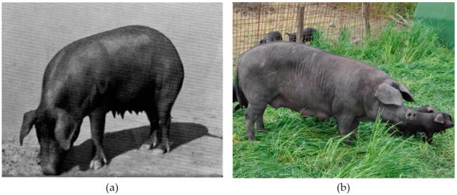 Нера пармезан (Неро ди Парма) – порода свиней