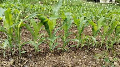 Влияние ряда стимуляторов на пшеницу кукурузу и рапс. Продолжение.