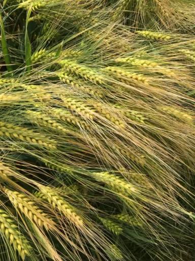 Каррера сорт озимого ячменя