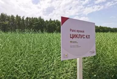 Циклус КЛ (CICLUS CL)