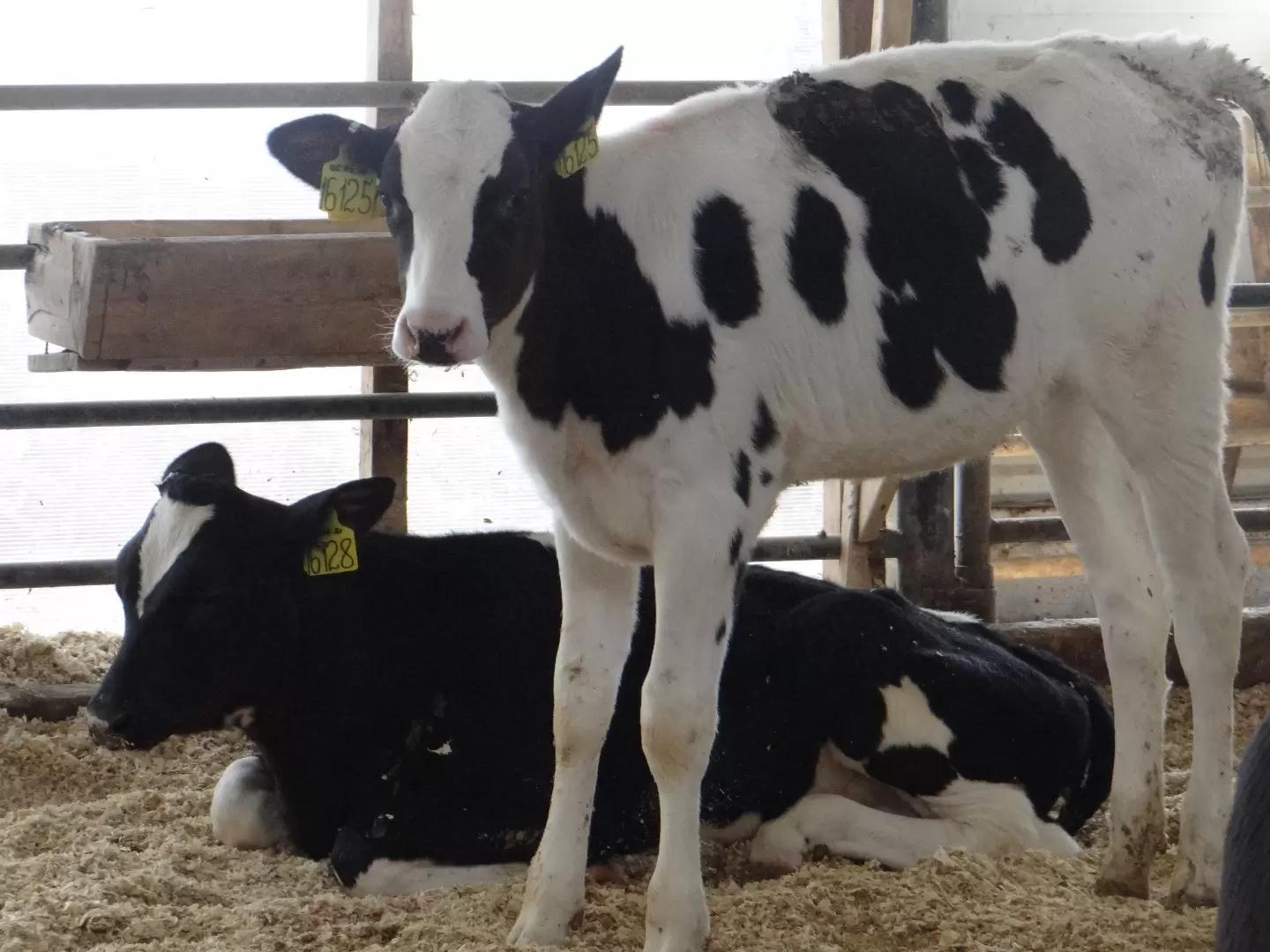 Молозиво - это уникальный состав!