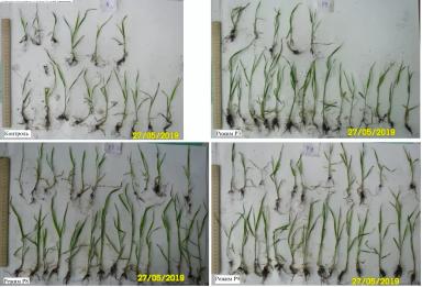 Метод предпосевной обработки семян оптическим когерентным излучением