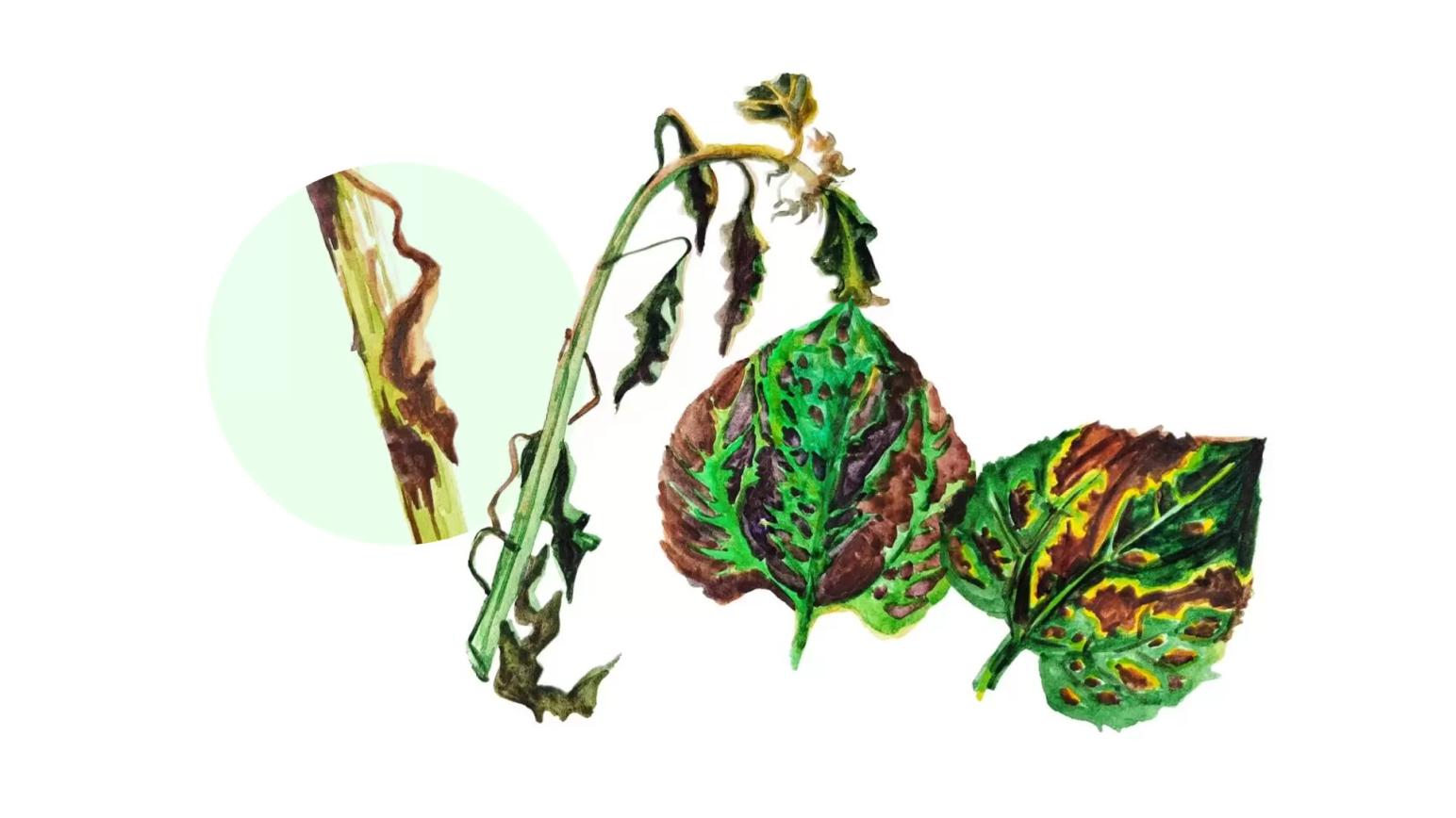 Фомоз подсолнечника