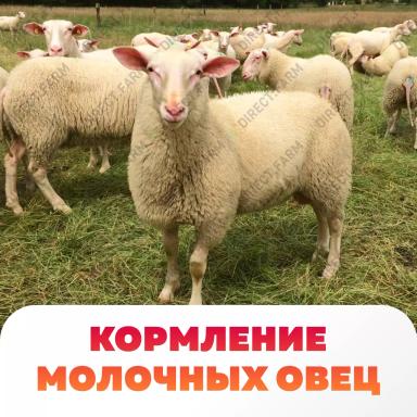 Правильное кормление молочных овец