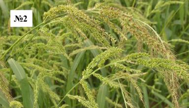 Что здесь лишнее?