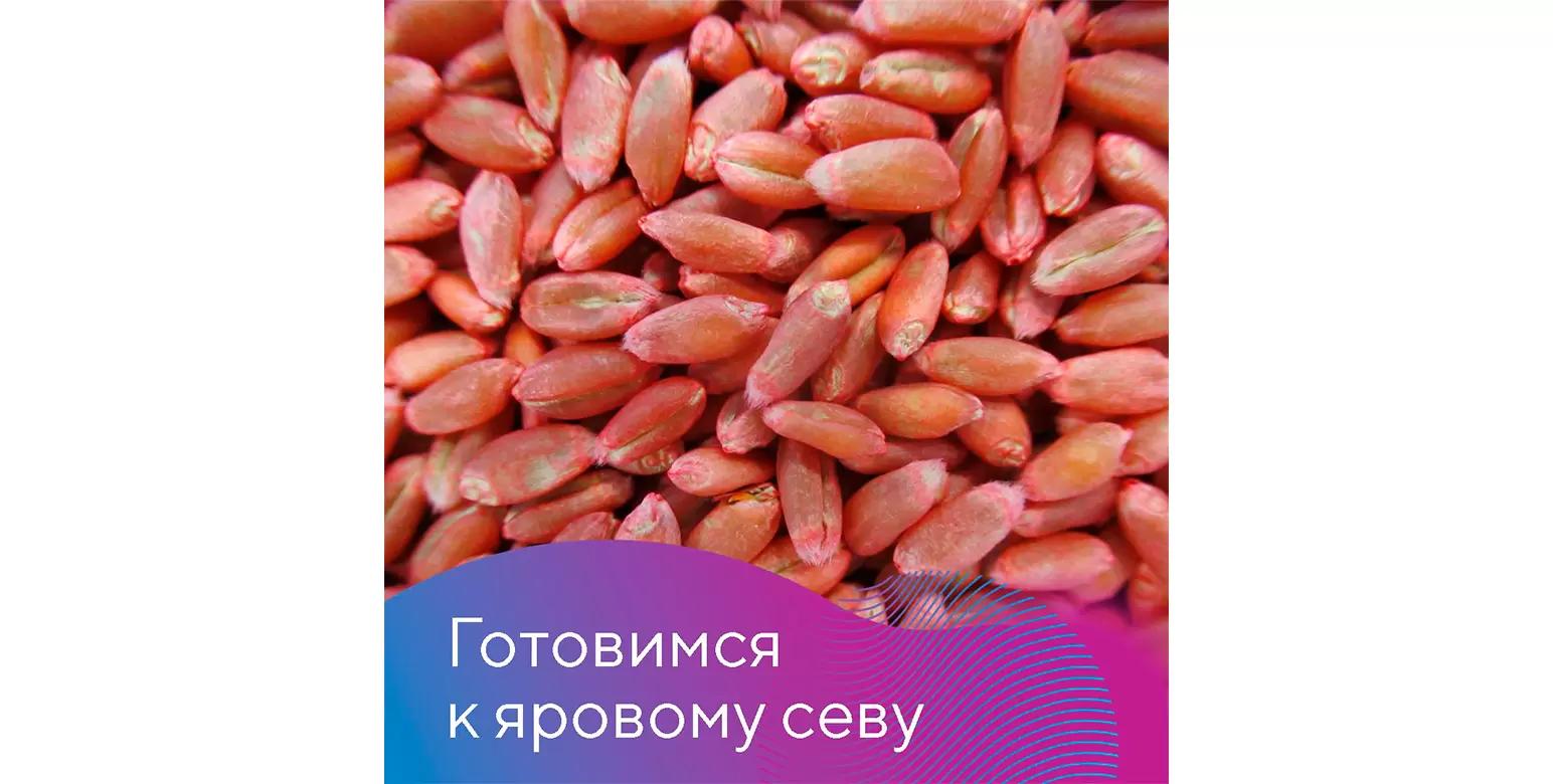 Подготовка семян к яровому севу