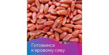 Подготовка семян к яровому севу