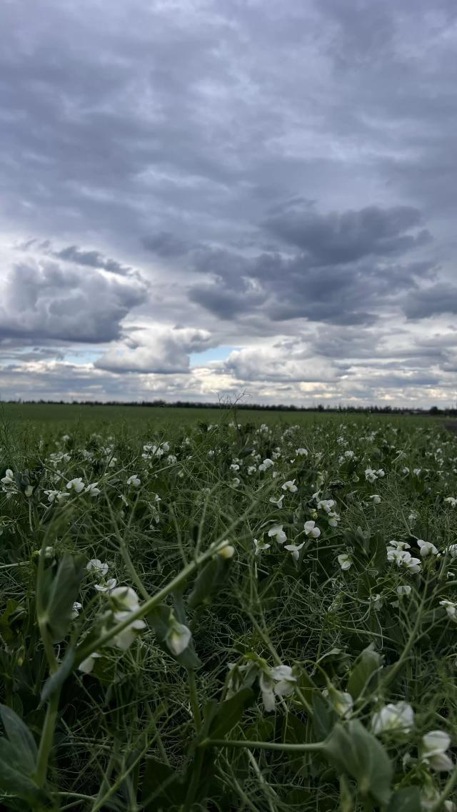 Горох перед дождем