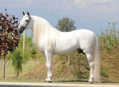 Андалузская порода 