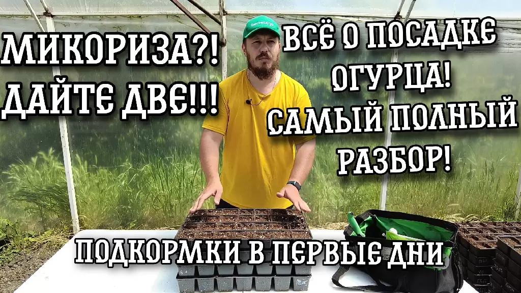 Посев огурца. Опыт с микоризой