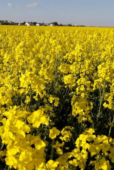 Сэмми (SAMMY) сорт рапса озимого