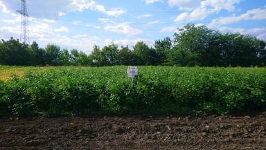 Зара  сорт сои