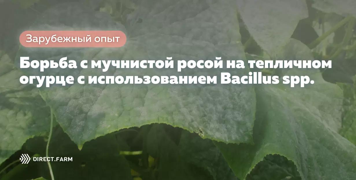 Борьба с мучнистой росой на тепличном огурце с помощью Bacillus spp.