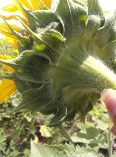 Яйцекладка хлопковой совки