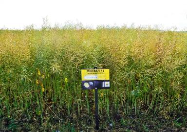 Миракль гибрид ярового рапса