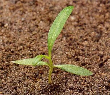 Горец почечуйный