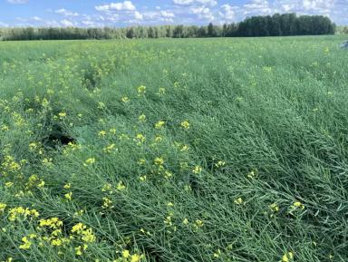 Обработка рапса ярового фунгицидом в фазу образования стручков