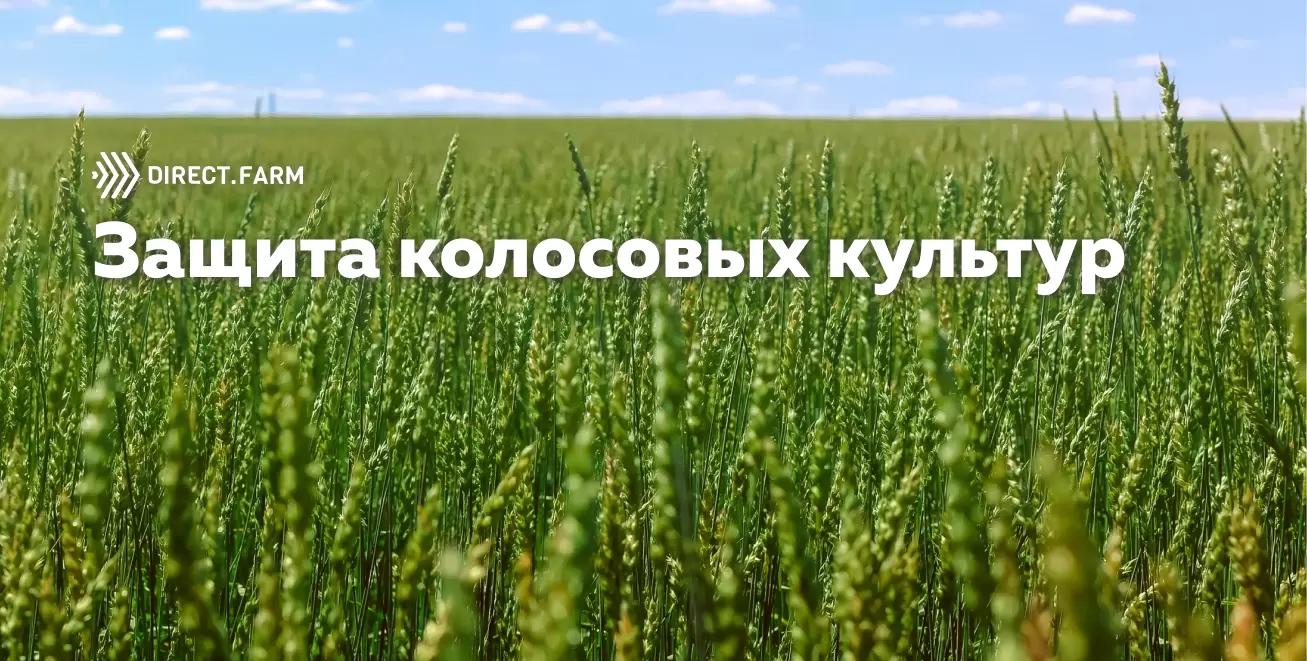 Сравнение схем защиты колосовых культур от листовых болезней