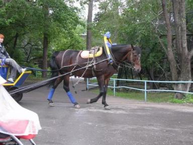 Кузнецкая порода лошадей