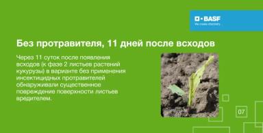 Эффективность ПОНЧО® против листогрызущих вредителей