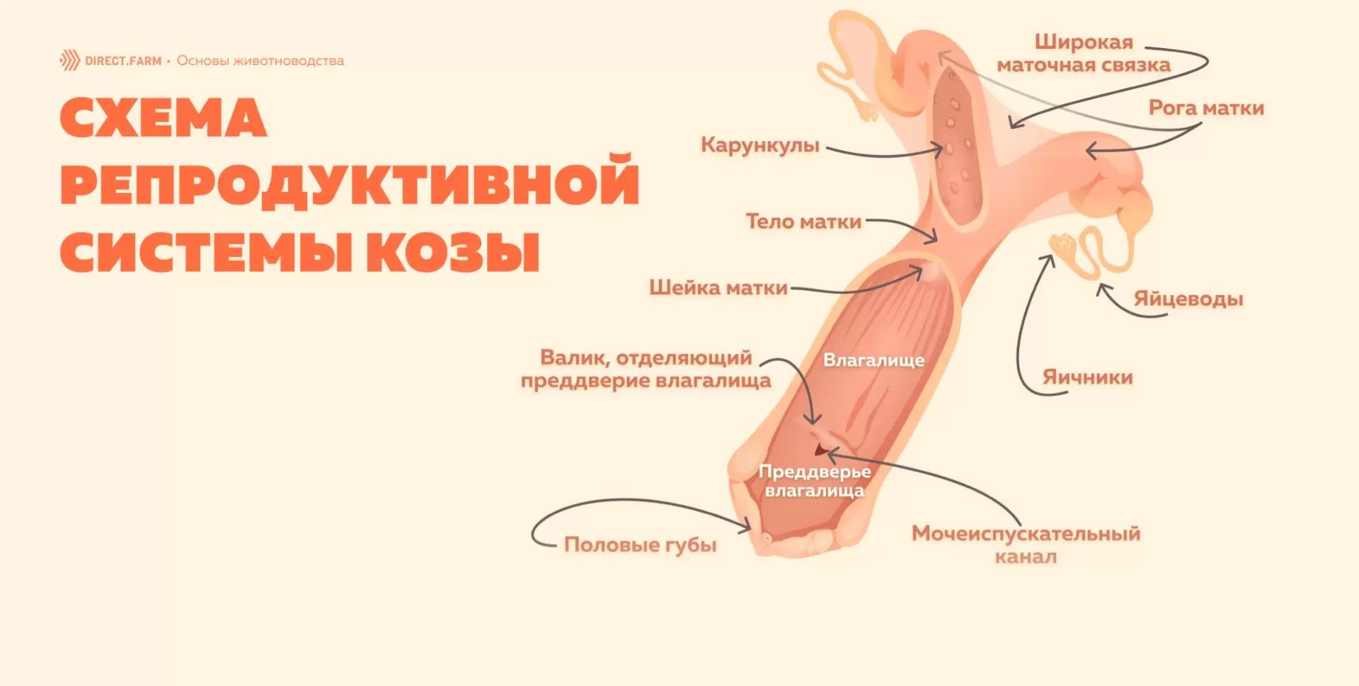 Репродуктивная система козы