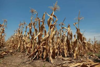 Засуха или голод? Почему растение желтеет и как найти настоящую причину.