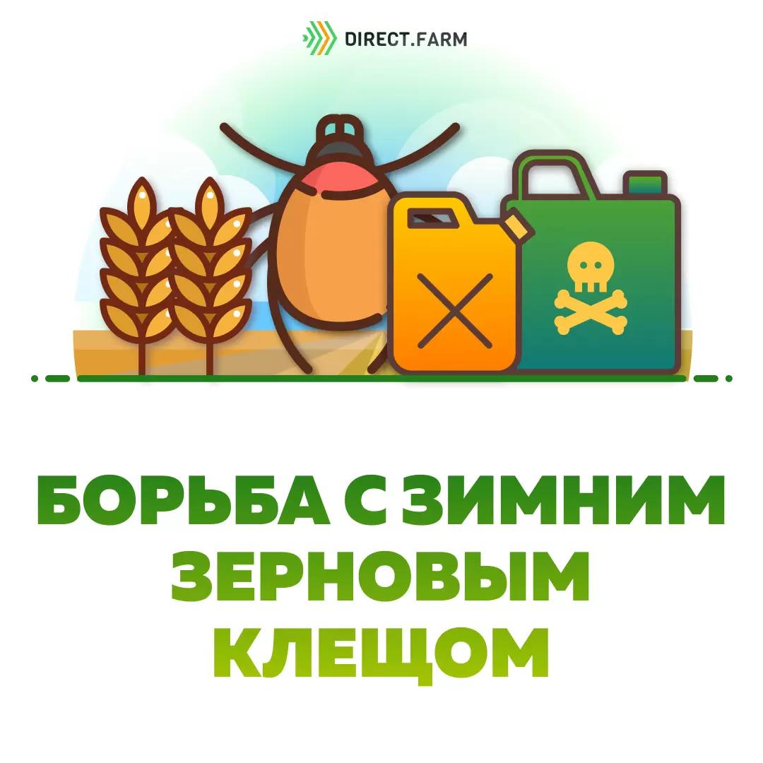 Атака зимнего зернового клеща