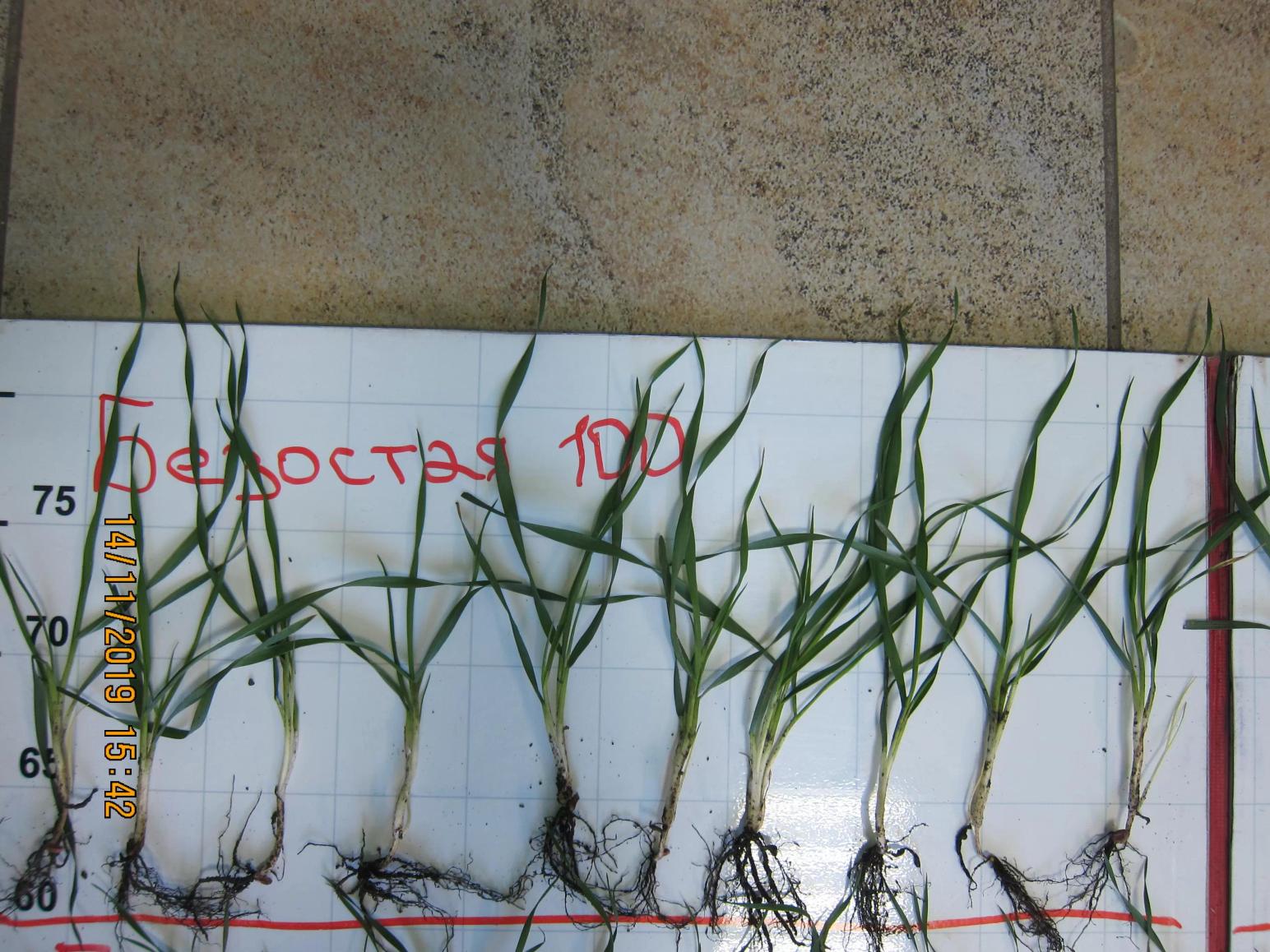 Кущение озимой пшеницы