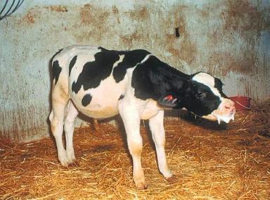 Пневмония КРС