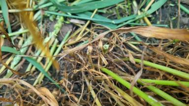 Мониторинг и борьба с вредителями