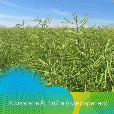 Фунгициды на рапсе