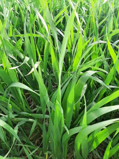 Агромониторинг