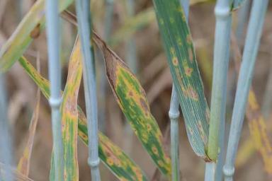 Септориоз колоса