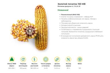 ЗОЛОТОЙ ПОЧАТОК 153 МВ - гибрид кукурузы ( Zea mays L.).