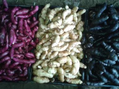 Мой друг Густаво