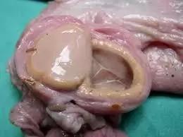 Фолликулярные и лютеиновые кисты у КРС