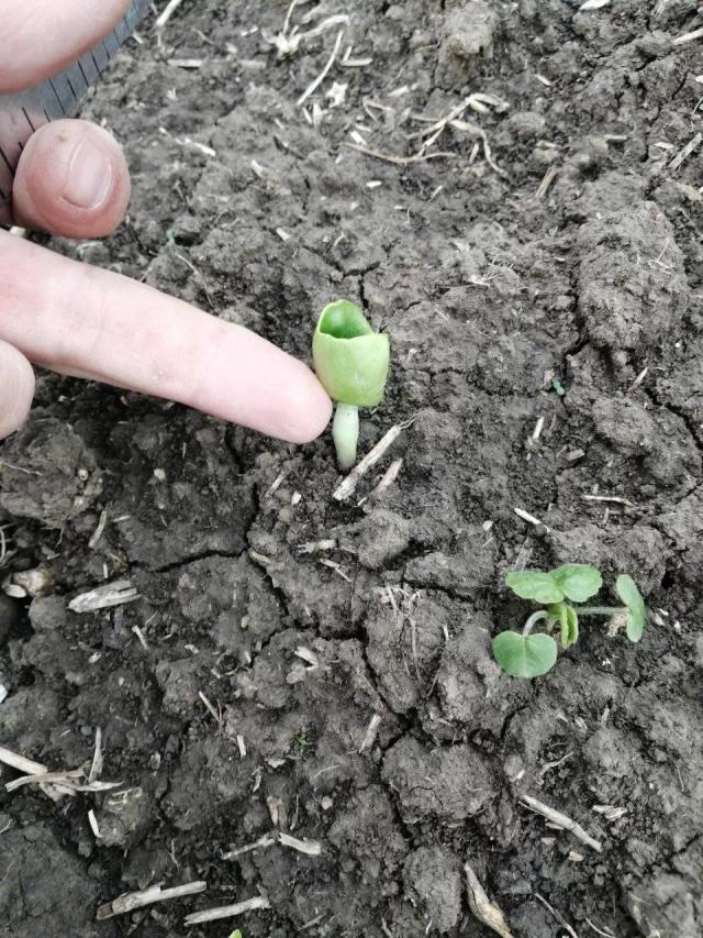 Что с подсолнечником (фото)?