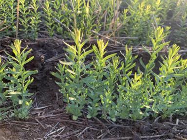 Фитотоксичность на льне от использования гербицидов