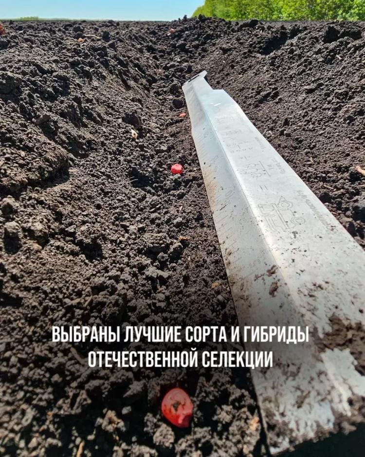 ВЫБРАНЫ ЛУЧШИЕ СОРТА И ГИБРИДЫ ОТЕЧЕСТВЕННОЙ СЕЛЕКЦИИ