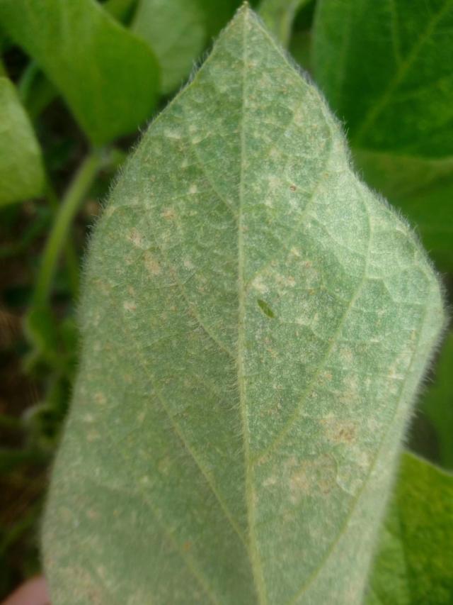 Агромониторинг