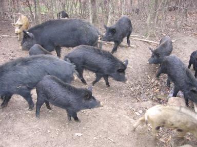 Восточно-балканская порода свиней