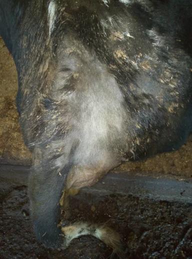 Вопросы из чатов: почему у коров выпадает шерсть?
