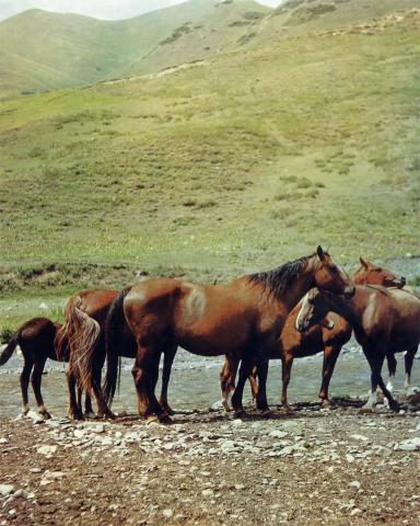 Новокиргизская порода лошадей